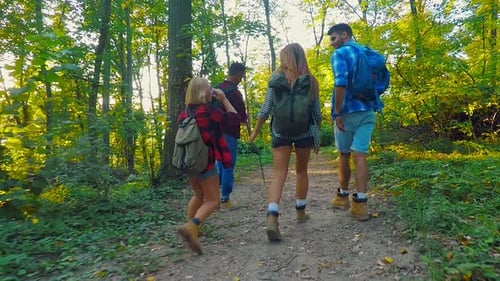 Group of four friends hiking together through a forest.
