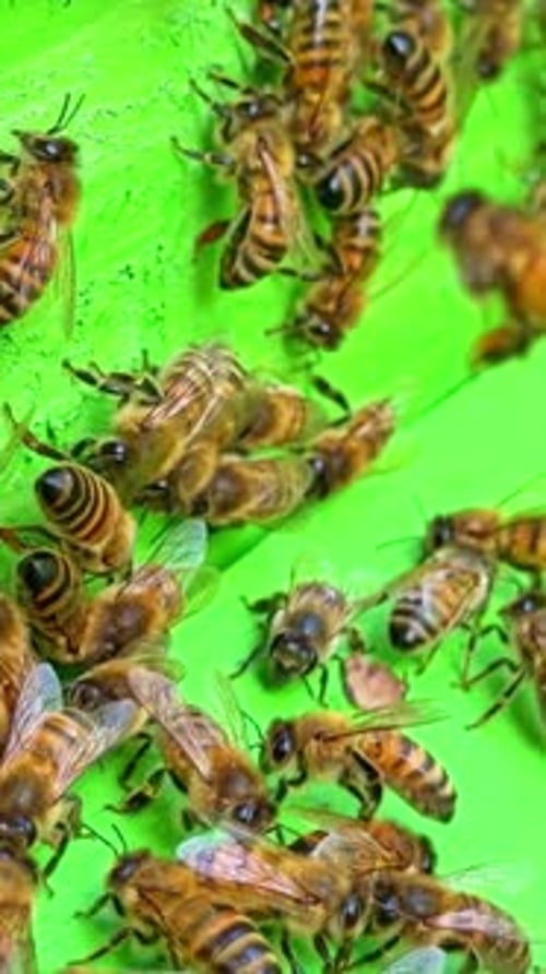 Vidéo verticale d'abeilles mellifères sur cadre de ruche
