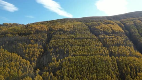 Un gran paisaje de bosque y montaña lleno de álamos