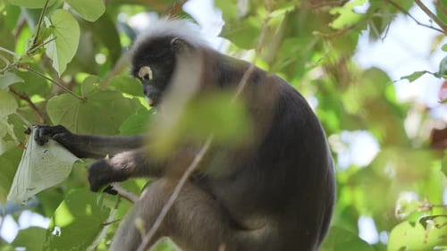 Dunkelblättrige Affen in Malaysia