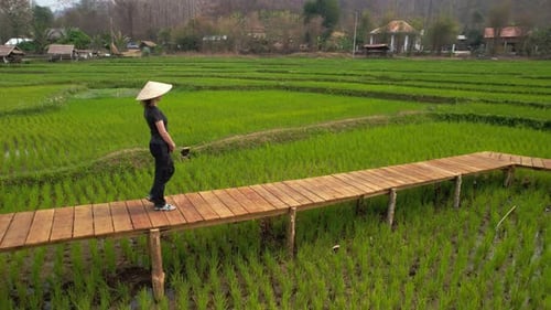 Rice Field in Luang Probang Laos