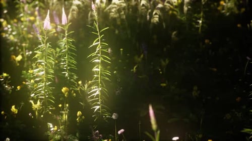 Wild Flowers in the Field