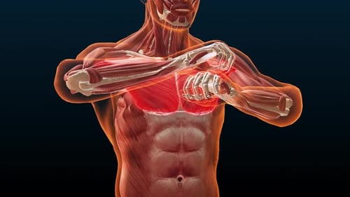 Pectoralis Major Muscle Contraction during Chest Fly Exercise