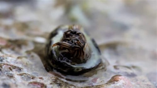 Hermit Crab in shell, Eilat, Israel