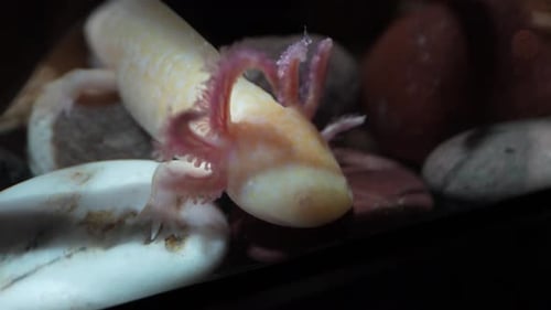 Axolotl, iconic amphibian native to Mexico, critically endangered and originally from the ancient la