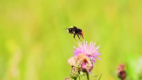 Bumblebee Feeding on Pink Thistle Flower in Summer