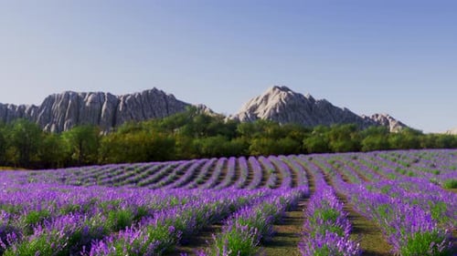 Crescimento do campo de lavanda em uma vista panorâmica da montanha