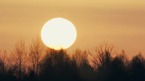 Red Sunrise with Fog and Silhouettes of Trees in Forest on Sunny Morning