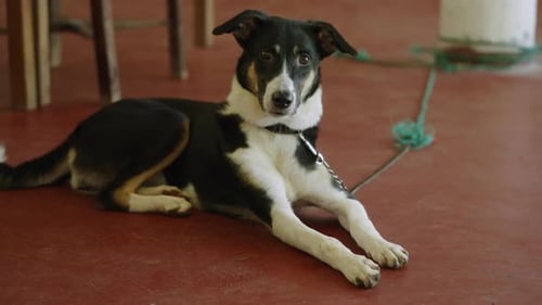 Black and White Dog Resting on Red Floor