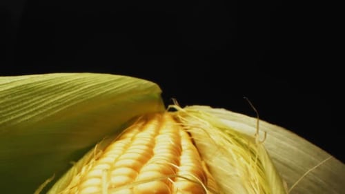 Fresh Yellow Corn in the Husk Close Up