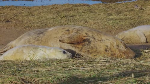 Atlantic grey seal breeding season, featuring newborn pups with white fur, mothers suckling, strokin