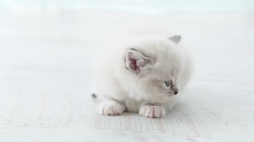 Adorable White Kitten Sitting Indoors Meowing