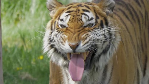 Angry Bengal tiger roars straight at the camera. - Handheld Slow motion close up