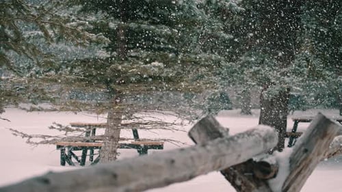 Snowfall in Quiet Winter Park With Trees