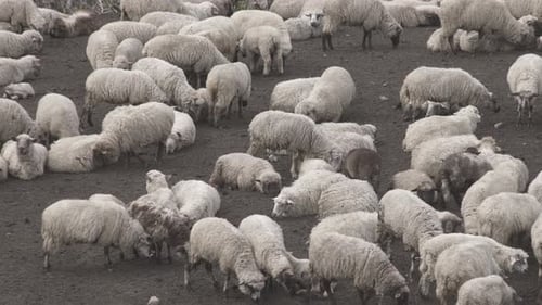 Herd of Sheep Grazing in a Rural Field