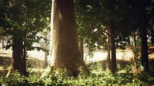 A Majestic Tree Standing Tall in the Heart of a Lush Green Forest