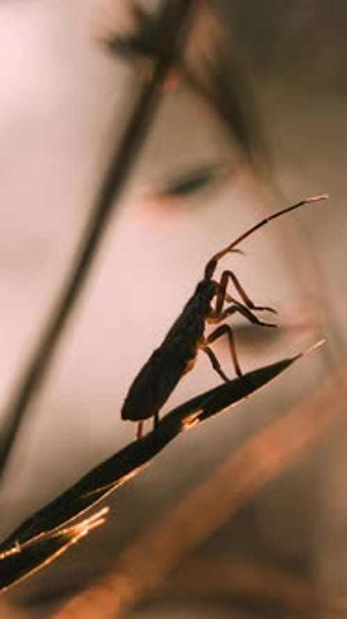 Silhouetted Insect Standing on Grass at Golden Hour