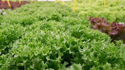 Close-up of Fresh Green Lettuce Growing