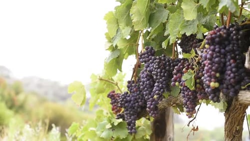 Vignobles au coucher du soleil pendant les vendanges d'automne. Raisins mûrs en automne. Fermer