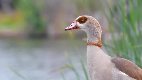 An Egyptian Goode in the Sepulveda Wildlife Reserve
