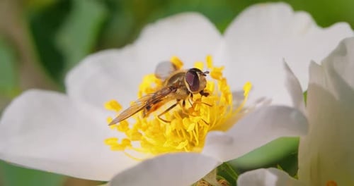 Bee Collects Pollen from Delicate White Flower