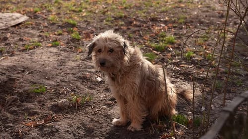 A Lonely Dog Sits on the Street