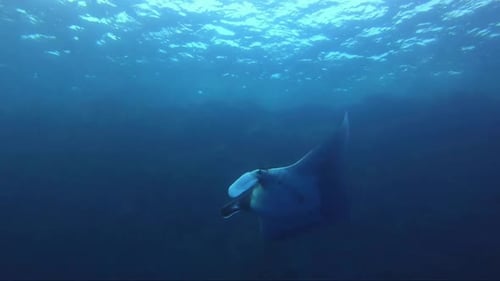 Giant manta ray swims from reef and banks a big turn as it swims off towards a beautiful sun. An inc