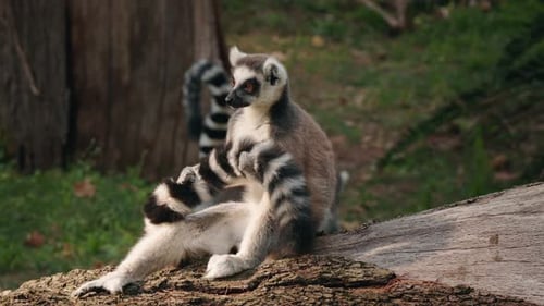 Ringtailed Lemur Sitting on a Tree Trunk Holding Its Striped Tail with Paws in a Playful Pose