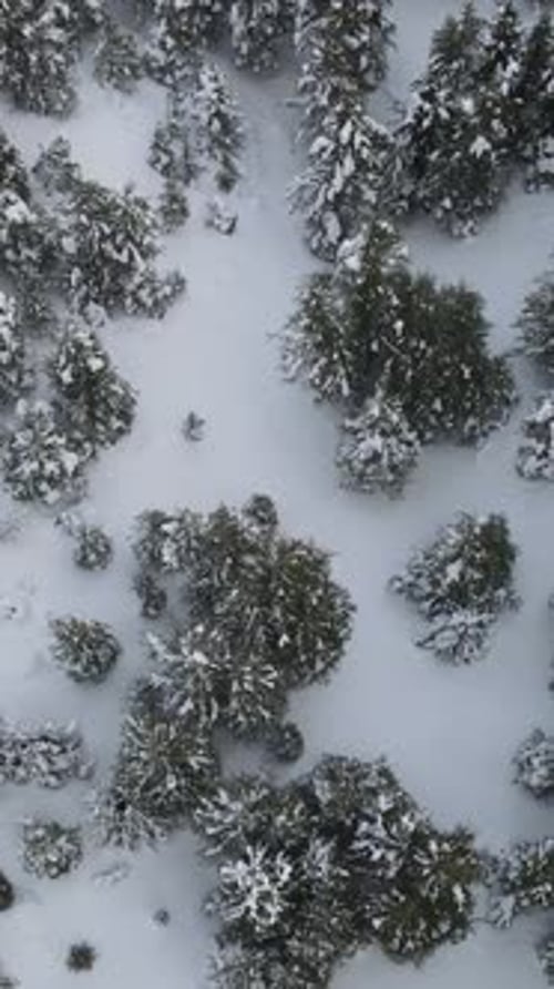 Snowy Forest Drone View