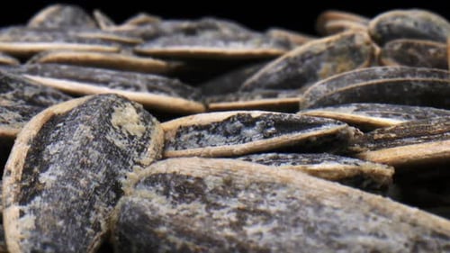 Close Up View of Black Sunflower Seeds