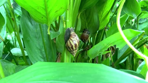 land snail