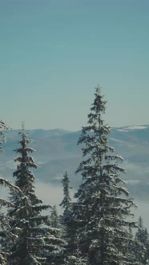 Tranquil Snowdusted Pine Forest with Misty Valleys and Rugged Mountain Silhouettes in Soft Morning