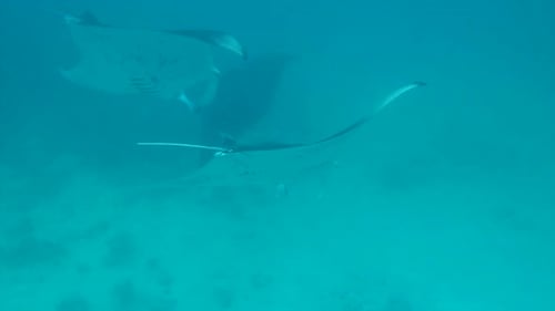 Manta Rays Swimming Gracefully Underwater in Tropical Ocean