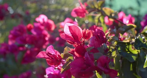Close up of pink flowers with green leaves on sunny day, slow motion