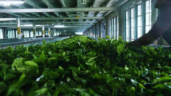 Tea Factory Sri Lanka Nuwara Eliya Process of Ceylon Tea Making, Nature ...