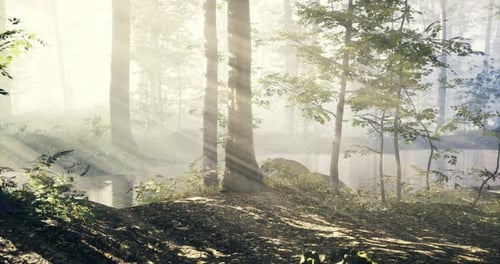 Sunlight Filters Through Trees in a Serene Forest By a Tranquil Pond