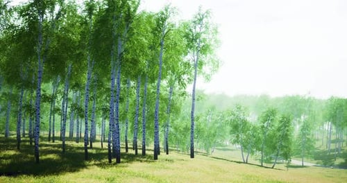 Lush Green Forest Embraces Peaceful Sunlight in a Serene Landscape View