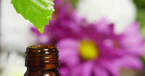 blend of essential oils with water drops, scents and aromas in aromatherapy for wellness and spa.
r