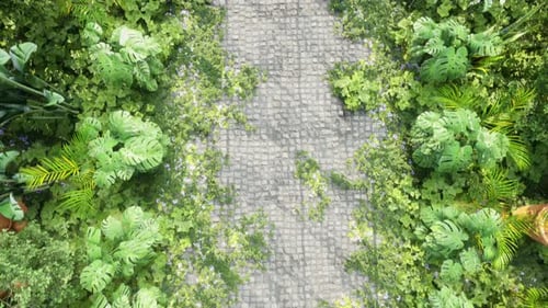 Green Natural Path with Lush Foliage Overhead View Seamless Loop