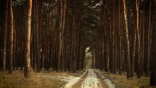 Dirt Mystic Road Covered with Snow and Pine Forest on Both Sides with Sunset Lens Flares