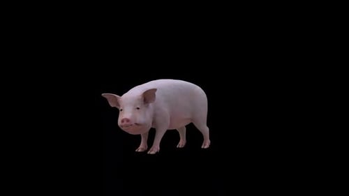 Realistic 3D Animated Pig Sniffing and Looking Down