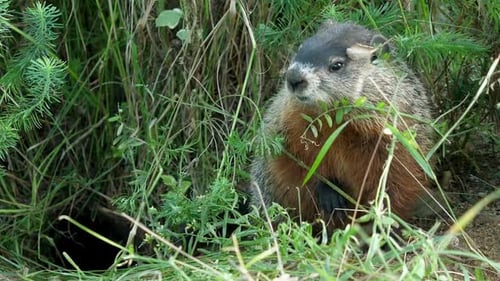 Groundhog comes out of burrow, looks around and smells the air.
