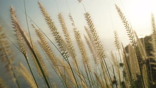 Dry Pennisetum Spikes on a Cliff Top in the Rays of the Setting Sun Against the Sea, Lightness and