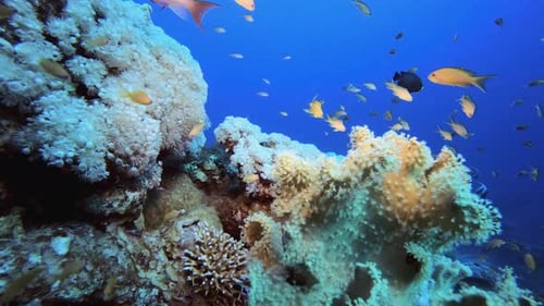 Fische Unterwasser-Korallenriff