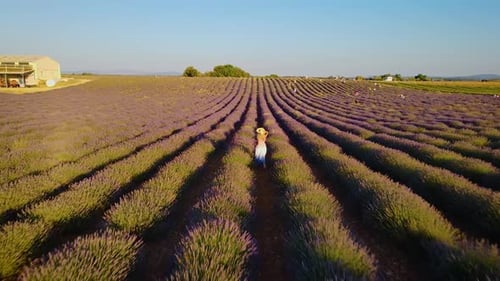 Girl running through a lavender field drone shot following