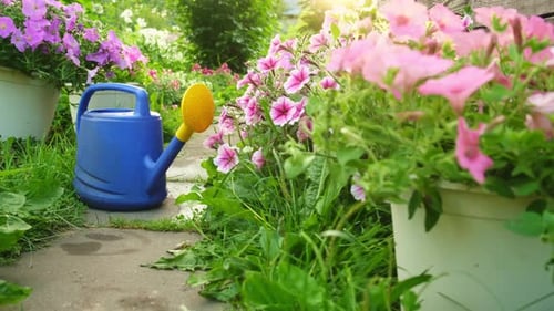 Farm Worker Gardening Tools Blue Plastic Watering Can for Irrigation Plants Placed in Garden with