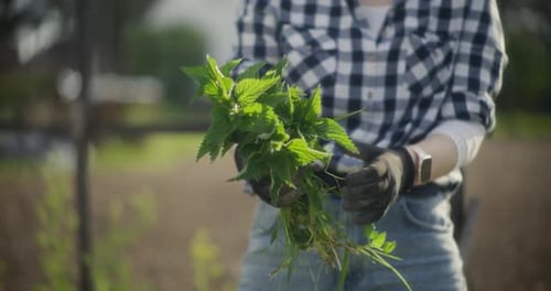 Une agricultrice tient des orties fraîchement cueillies dans les mains