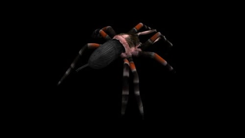 Tarantula Spider - Mexican Red Knee - Walk Loop - Back Angle Close Up View - Alpha Chanel