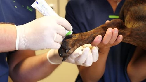Examining dog paw after a treatment at vet clinic. Cleaning injury spot.