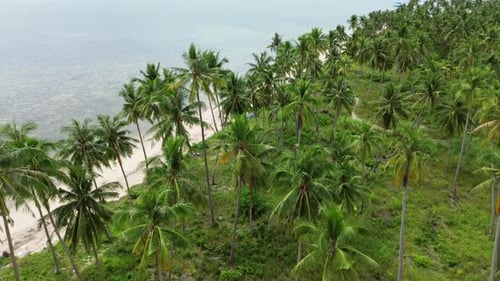 Flying Over Plantation of Coconut Palm Trees